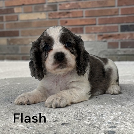 puppy, for, sale, Cocker Spaniel, Joe & Cherri  Overlease, dog, breeder, Miller, MO, dog-breeder, puppy-for-sale, forsale, nearby, find, puppyfind, locator, puppylocator, aca